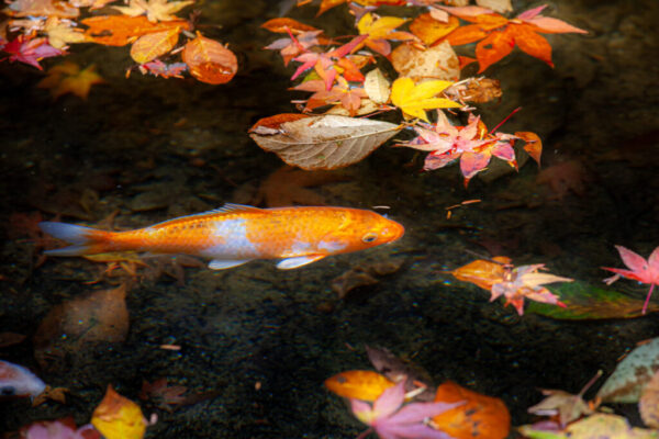 広島の秋といえば三滝寺。紅葉の中を鯉が泳ぎます。