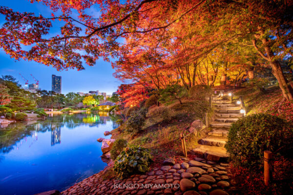 元和6年(1620)に、茶人で知られる浅野藩家老の上田宗箇により、浅野藩主の別邸の庭として築成された【縮景園】。広島市中心部のすぐそばにあり、観光客も多く訪れる。１年に２回、春と秋の各10日ほどずつしかないライトアップは人気のイベント。