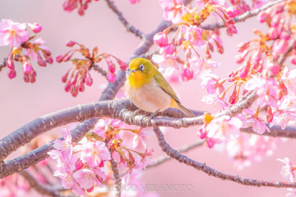 さくら＋メジロでサクラジロー。春を知らせる小鳥さん。広島で最も早く桜が咲く「呉市蒲刈町」の河津桜は、広島の春の一番最初のイベント。
