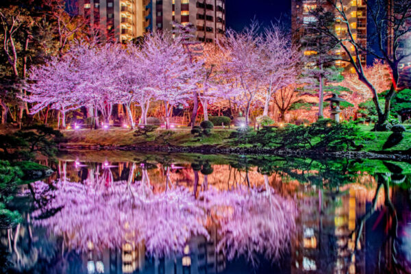 年に１０日だけしか見られない、美しすぎる夜桜。