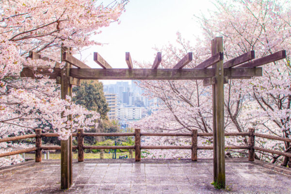 広島の桜の隠れた名所。その中でも特等席の展望台。
