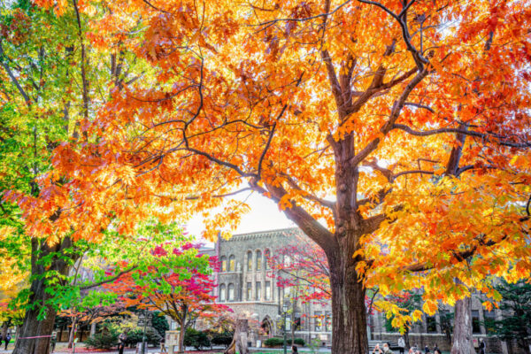 北海道大学にある総合博物館前。大学のキャンパス内にあるイチョウ並木は黄金色に輝く紅葉スポットとして人気だが、キャンパス内はどこを歩いても素敵な紅葉に出会える。2022年10月末に撮影