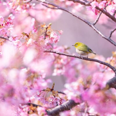 蒲刈の河津桜とメジロ