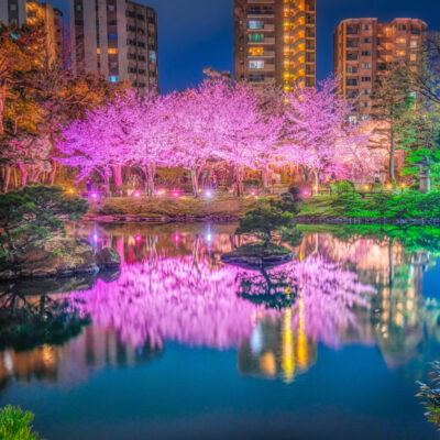 縮景園の夜桜